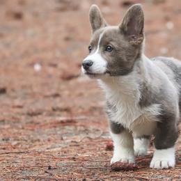 American Corgi, Cardigan Welsh Corgi, and Pembroke Welsh Corgi Puppies from Diamond Corgis