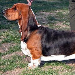 Basset Hounds from Rivercity Basset Hounds