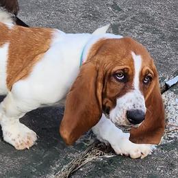 Basset Hounds from RJS Basset Boutique