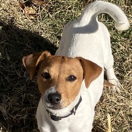 Lord Luca - Russell Terrier puppy from Royal Russells Ranch