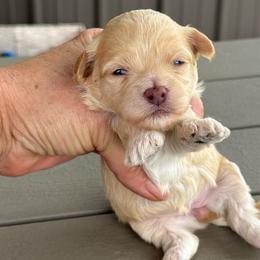 Emily - Apricot female Maltipoo puppy in Oakland, Kentucky from Imperial Dogs