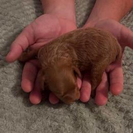Rome - Apricot male Schnoodle puppy in Cleveland, Tennessee from River and Pine Pups