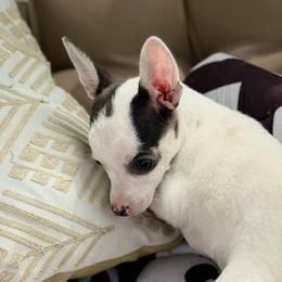 Ellie (Deer head) - Blue and white female Chihuahua puppy in Alvord, Texas from Gift of Gods Favor