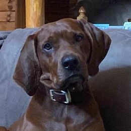 Chance - Redbone Coonhound