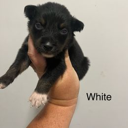 White - Black tri-color female Australian Shepherd puppy in Jesup, Georgia from Painted Platinum Kennel Golden Retrievers & Australian Shepherds