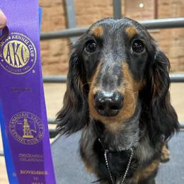 Denver - Dachshund