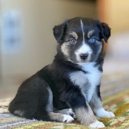 Miniature American Shepherds, Miniature Australian Shepherds, and Toy Australian Shepherds from The Aussie Pawsie