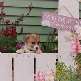 Boy 4 - Pembroke Welsh Corgi puppy in Gig Harbor, Washington from Pacific Northwest Pembroke Welsh Corgis