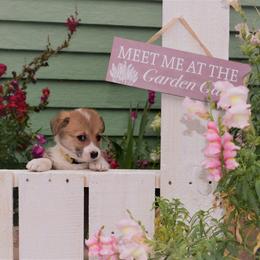 Boy 4 - Pembroke Welsh Corgi puppy in Gig Harbor, Washington from Pacific Northwest Pembroke Welsh Corgis