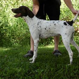 Bambi - German Shorthaired Pointer