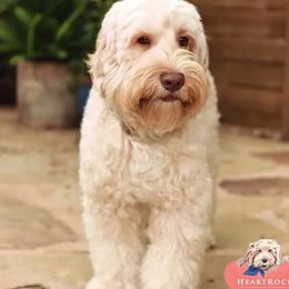 Kristoff - Australian Labradoodle