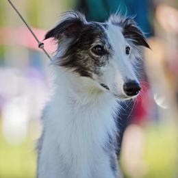 Discochick - Silken Windhound