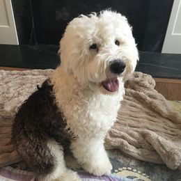 Esme - Old English Sheepdog