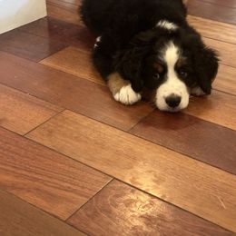 Bernese Mountain Dog Puppies from Blair Berners
