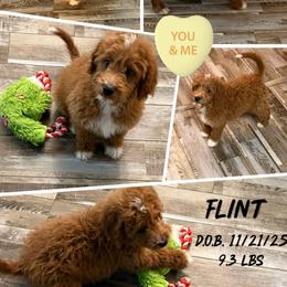 Flint - Red  male Goldendoodle puppy in Wayland, New York from Loris Pampered Pooches💕