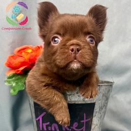 Trinket - Brindle female French Bulldog puppy in Bowman, Georgia from Companion Creek Farm