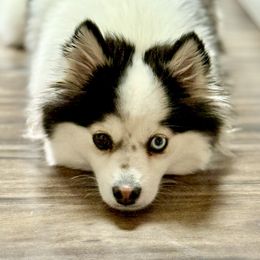 Winter - Pomsky
