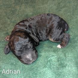 Adrian - Black and tan male Cockapoo puppy in Sunset, Louisiana from Cano Cockapoos