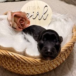 Aussiedoodle Puppies from Just Wright Doodles