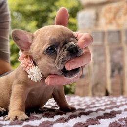 Sis - Brindle female French Bulldog puppy in Willis, Texas from Maranda Cianceruso