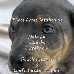 MALE - 4 - Blue merle male Catahoula Leopard Dog puppy in Perry, Florida from O'Leos' Acres Catahoulas