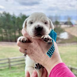 Mr. Light Blue - Light golden male Golden Retriever puppy in Jasper, Tennessee from Suncoast Goldens