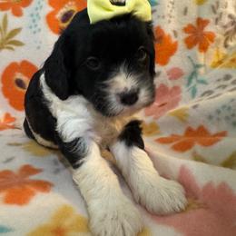 Peaches - Tri-color female Cavapoo puppy in Howe, Oklahoma from Cuddly Cavapoos