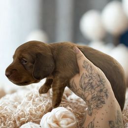 Chocolate and Tan Male Long Hair - Chocolate and tan male Dachshund puppy in Cutler Bay, Florida from Dadecounty’s Dachshunds