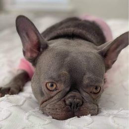 Baby - French Bulldog