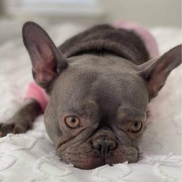 Baby - French Bulldog