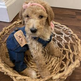 Birdie - Apricot female Poodle puppy in Oak Glen, California from Coriander Pups