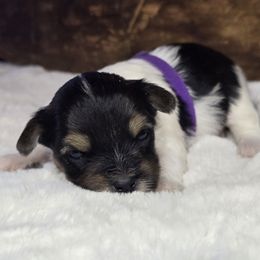 Maggie - Parti female Yorkshire Terrier puppy in Mountain Grove, Missouri from Precious Puppies