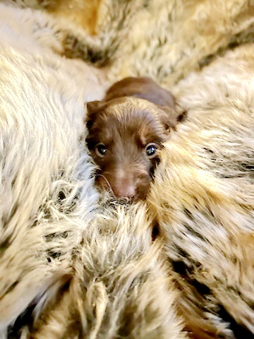 Dachshund Puppies from Star-Key's Dachshunds