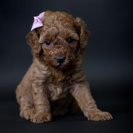 Tink - Red  female Goldendoodle puppy in Seymour, Missouri from Grace Acres Puppies