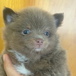 AKC ACE - Lavender male Pomeranian puppy in Wyandotte, Michigan from FAITHOPELOVE POMS KENNELS