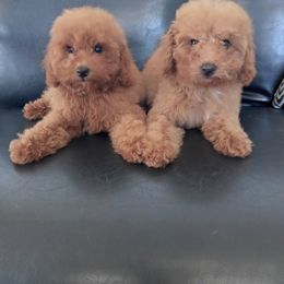 Boy 4 - Red  male Poodle puppy in Sandpoint, Idaho from Teddy Bear Toy Poodles
