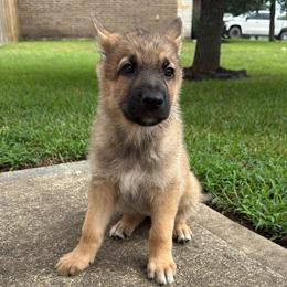 Coco - Sable female German Shepherd puppy in Magnolia, Texas from K & Q Shepherds