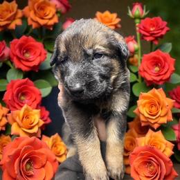 Aquila - Sable female German Shepherd puppy in Oakland, Oregon from VHM German Shepherds