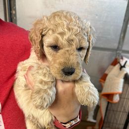 Orange Collar - Cream male Goldendoodle puppy in Winchester, Tennessee from Mahaffey’s Doodles