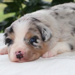 Welles - Blue merle male Miniature Australian Shepherd puppy in Goliad, Texas from Sassy Lil Aussies and Diamond W Poodles