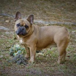 Sky - French Bulldog