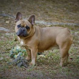 Sky - French Bulldog