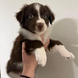 Olive - Red tri-color female Australian Shepherd puppy in Weeki Wachee, Florida from Ace of Spades Australian Shepherds