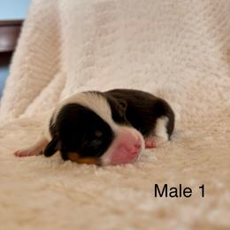 Male 1 - Black and tan male Pembroke Welsh Corgi puppy in La Porte City, Iowa from Cedar River Corgis