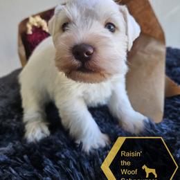 Celebration - White male Miniature Schnauzer puppy in Crosby, Texas from Raisin' the Woof Schnauzers