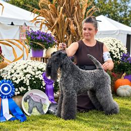 Toby - Kerry Blue Terrier