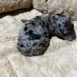 Boy 4 - Blue merle male Aussiedoodle puppy in Golden, Mississippi from Two Creeks Farm Poodles & Doodles