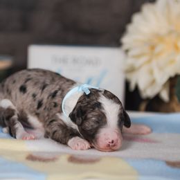 Bordoodle Puppies from 2J 2K Bordoodles