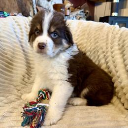 Sailor - Red tri male Miniature Australian Shepherd puppy in New Hampton, Iowa from Full River Australian Shepherds