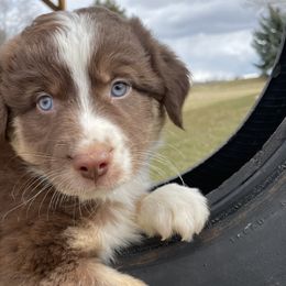 Australian Shepherds from 2Harts Aussies